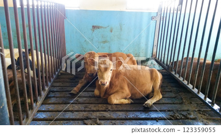 beautiful young cows in a barn on a farm beautiful young cows in a barn on a farm 123359055