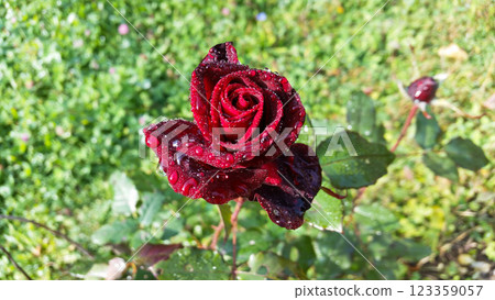 beautiful red rose with water droplets after rain grows in the garden beautiful red rose with water droplets after rain grows in the garden 123359057