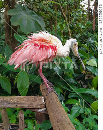 beautiful pink bird Roseate Spoonbill in the nature reserve beautiful pink bird Roseate Spoonbill in the nature reserve 123359076