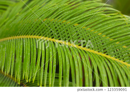 close up straight lines texture of green palm leaves 123359091