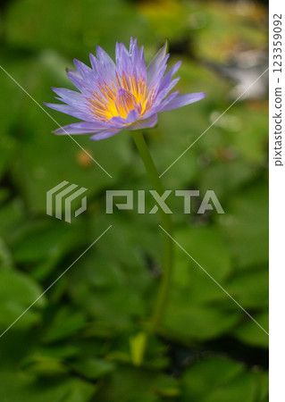 close-up of beautiful Blue lotus flowers in the garden 123359092