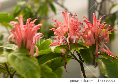 close-up of a beautiful flowerJusticia carnea in the garden 123359093