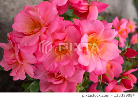 beautiful pink rose growing in the garden 123359094