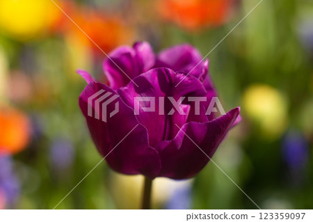 beautiful colorful tulip flowers are growing in the garden 123359097