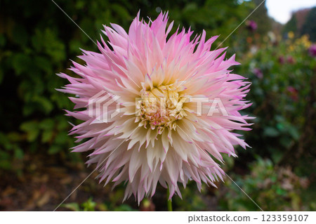 close up of a beautiful Dahlias flower in the garden 123359107