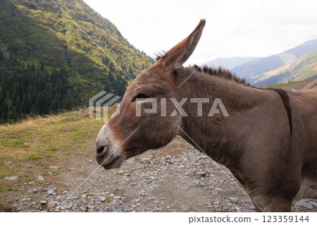 close-up of a beautiful donkey in the countryside in the mountainsclose-up of a beautiful donkey in the countryside in the mountains close-up of a beautiful donkey in the countryside in the mountainsclose-up of a beautiful donkey in the countryside in the mountains 123359144