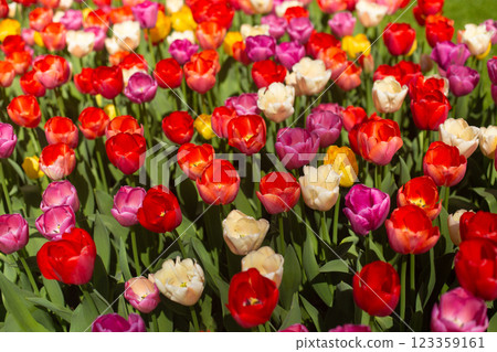 beautiful colorful tulip flowers are growing in the garden 123359161