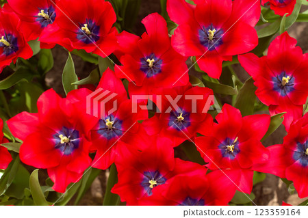 beautiful colorful tulip flowers are growing in the garden 123359164