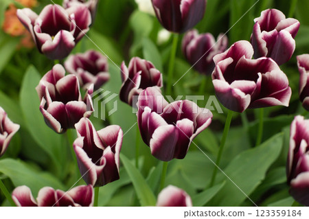 beautiful colorful tulip flowers are growing in the garden beautiful colorful tulip flowers are growing in the garden 123359184