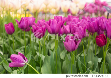 beautiful colorful tulip flowers are growing in the garden beautiful colorful tulip flowers are growing in the garden 123359185