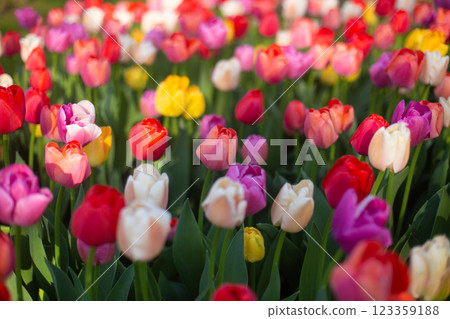 beautiful colorful tulip flowers are growing in the garden beautiful colorful tulip flowers are growing in the garden 123359188