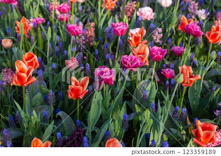 beautiful colorful tulip flowers are growing in the garden beautiful colorful tulip flowers are growing in the garden 123359189