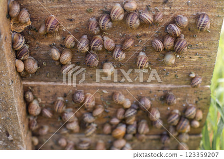 many small edible snails are grown on a board many small edible snails are grown on a board 123359207