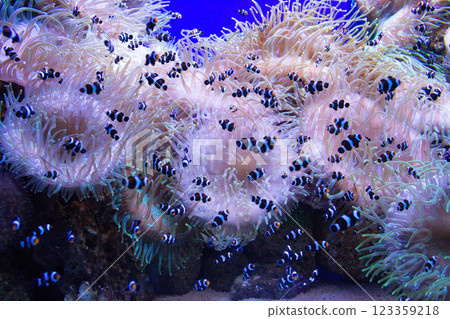Clown Fish swims in a large aquarium with other fish 123359218