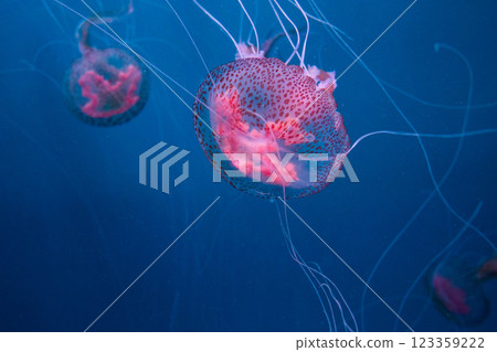 many beautiful pink jellyfish swim in aquarium in blue water many beautiful pink jellyfish swim in aquarium in blue water 123359222