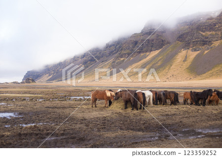 beautiful Icelandic horses with long manes are grazing and eating hay 123359252