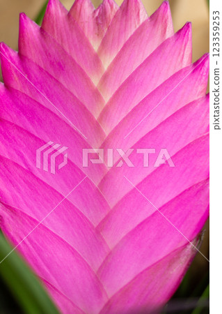 close-up of the pink flower of the Tillandsia cyanea plant close-up of the pink flower of the Tillandsia cyanea plant 123359253
