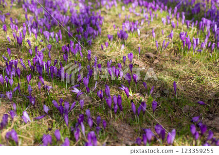 close up of beautiful crocus flowers on the field close up of beautiful crocus flowers on the field 123359255
