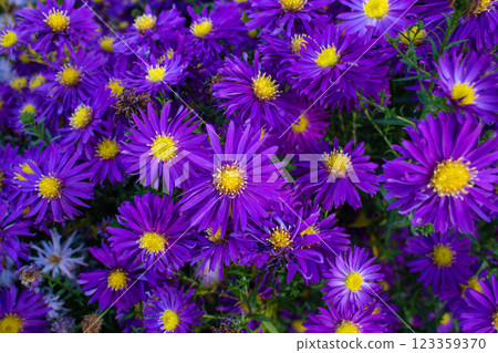 close-up of beautiful Alpine Astra flowers in the garden close-up of beautiful Alpine Astra flowers in the garden 123359370