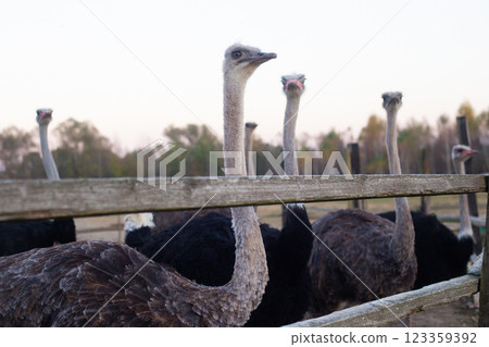 a flock of adult ostriches on a farm 123359392