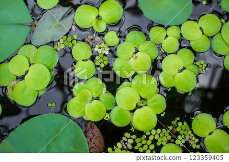 leaves of LIMNOBIUM SPONGE on the surface of the pond 123359405
