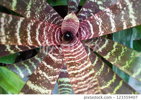 close-up of the striped leaves of the Vriesea flower 123359407