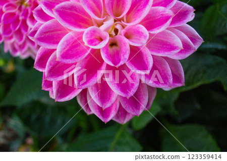close up of a beautiful Dahlias flower in the garden 123359414