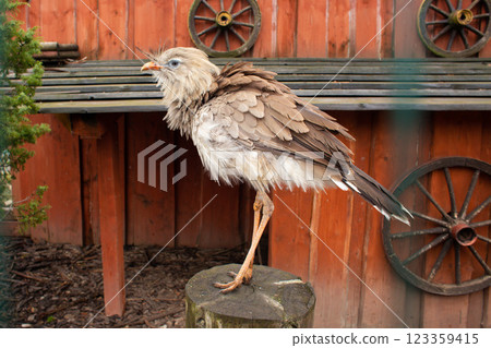 beautiful bird Red-Legged Seriema in captivity in the zoo beautiful bird Red-Legged Seriema in captivity in the zoo 123359415