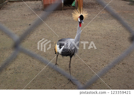 beautiful bird Balearica regulorum in captivity in the zoo beautiful bird Balearica regulorum in captivity in the zoo 123359421