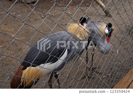 beautiful bird Balearica regulorum in captivity in the zoo 123359424