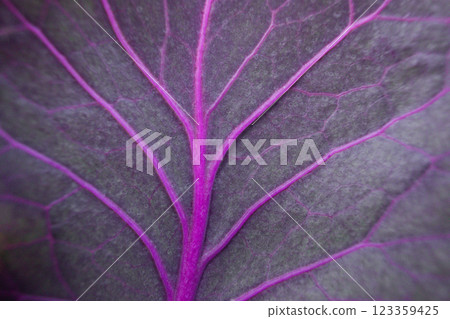close-up texture and fibers, veins on a leaf 123359425