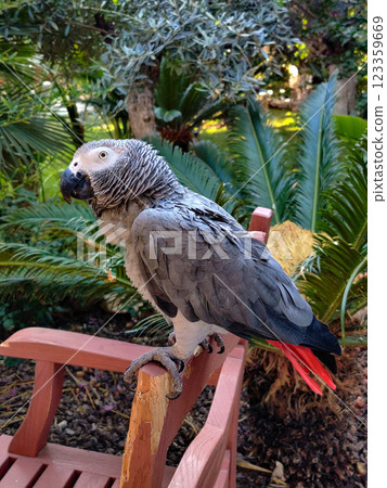 a large gray African red-tailed jaco parrot 123359669
