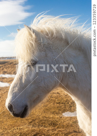 beautiful Icelandic horses with long manes are grazing and eating hay beautiful Icelandic horses with long manes are grazing and eating hay 123359719