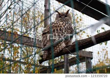 an adult owl sits in a cage in a zoo an adult owl sits in a cage in a zoo 123359720