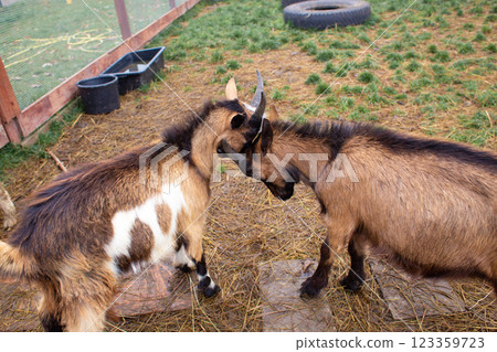 two little goats are fighting horns on the farm two little goats are fighting horns on the farm 123359723