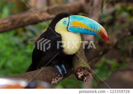 a beautiful Rainbow toucan bird with a large colorful beak sits on a tree a beautiful Rainbow toucan bird with a large colorful beak sits on a tree 123359726