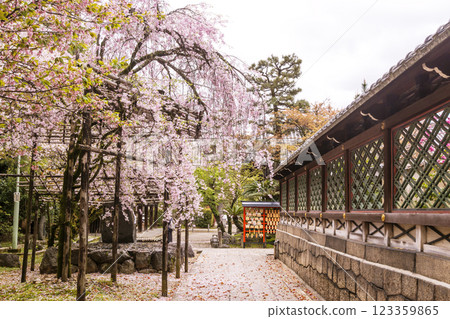Gokomiya Shrine with blooming cherry blossoms, the god of safe childbirth, Kyoto tourist spot 123359865