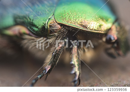 close-up of a big beautiful green beetle Bronzovka 123359936