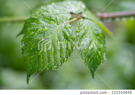beautiful droplets after rain on a green leaf beautiful droplets after rain on a green leaf 123359948