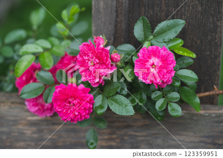 beautiful pink rose growing in the garden beautiful pink rose growing in the garden 123359951