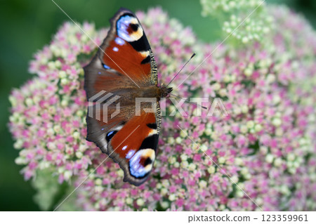 close-up of a butterfly pollinating a flower, collecting pollen close-up of a butterfly pollinating a flower, collecting pollen 123359961