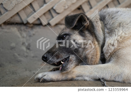 A lonely and sad guard dog on a chain near a dog house outdoors. A lonely and sad guard dog on a chain near a dog house outdoors. 123359964