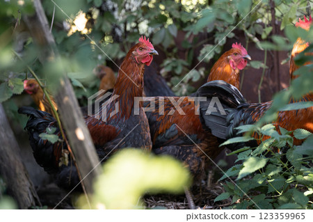 beautiful chickens and roosters outdoors in the yard. beautiful chickens and roosters outdoors in the yard. 123359965