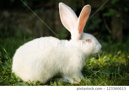 a beautiful white domestic rabbit is grazing and walking outdoors a beautiful white domestic rabbit is grazing and walking outdoors 123360013