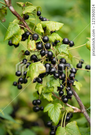 delicious and juicy bunches of blackcurrant berries on bushes in the garden delicious and juicy bunches of blackcurrant berries on bushes in the garden 123360014