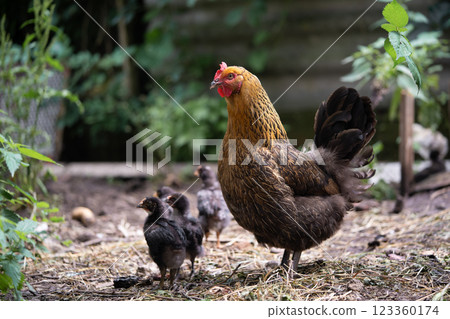 a beautiful adult hen walks with her chicks a beautiful adult hen walks with her chicks 123360174