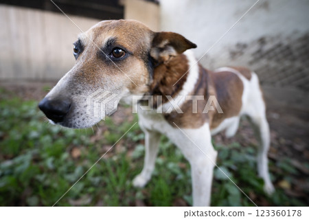 A lonely and sad guard dog on a chain near a dog house outdoors A lonely and sad guard dog on a chain near a dog house outdoors 123360178