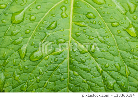 beautiful droplets after rain on a green leaf 123360194
