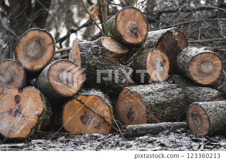 many cut trees in the forest for firewood many cut trees in the forest for firewood 123360213