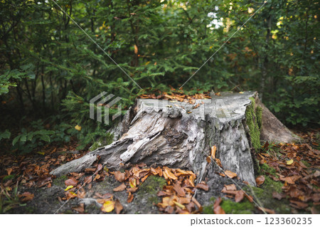 stump from a cut tree by lumberjacks in the forest stump from a cut tree by lumberjacks in the forest 123360235